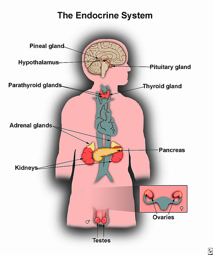 The endocrine system